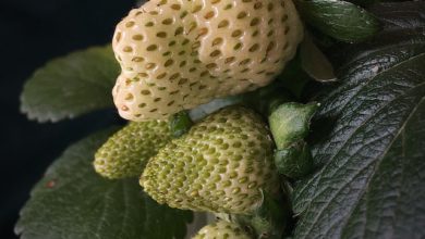 colorful strawberries