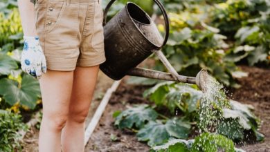 organic gardening
