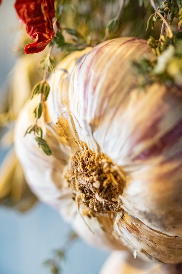 planting garlic