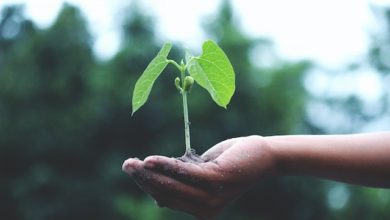 free seeds