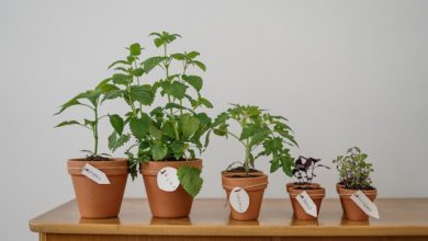 gardening containers