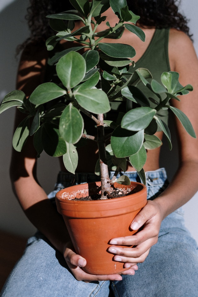 Container Gardening Tips