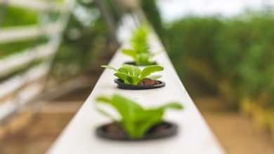 Difference Between Hydroponics and Aeroponics