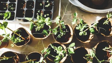 fastest growing edible plants