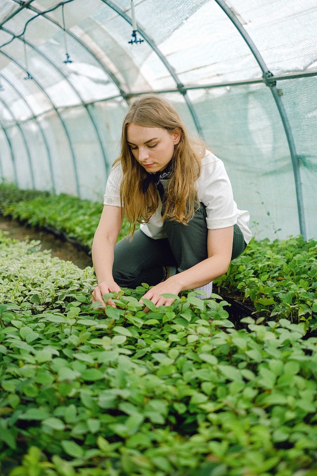 greenhouse supplies
