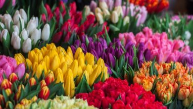 grow tulips