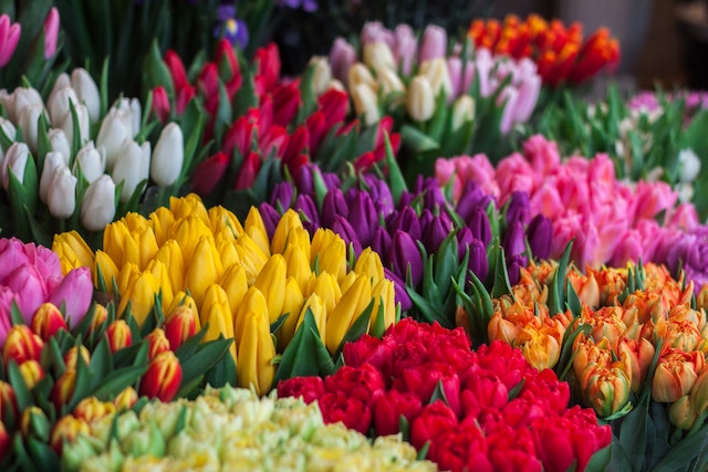 grow tulips