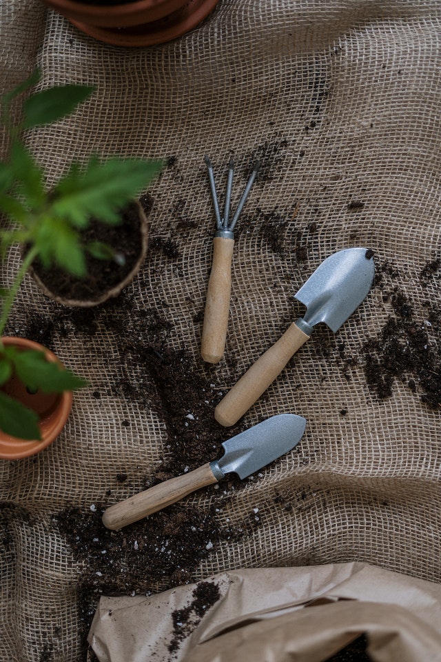 how to grow tulips