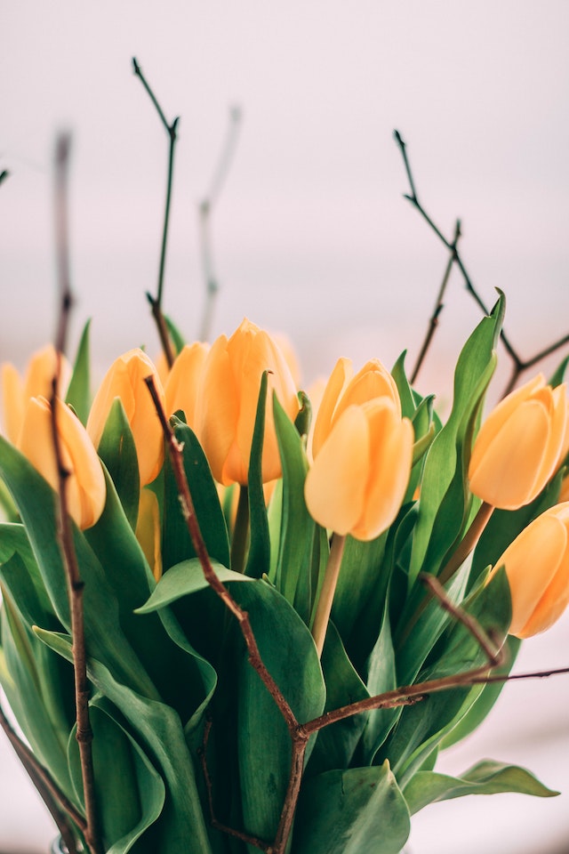 plant tulips spring