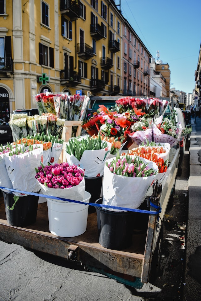 planting tulips how deep