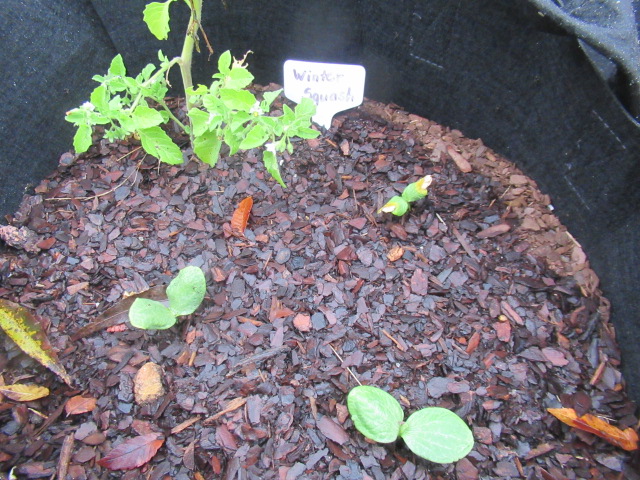 planting for winter vegetables
