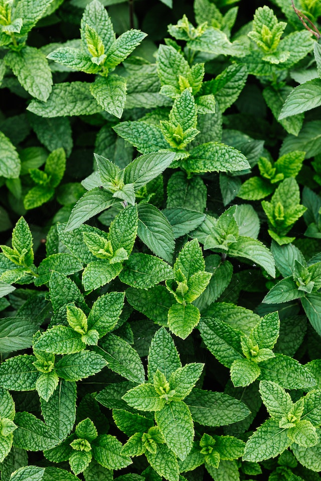 medicinal herbs to grow