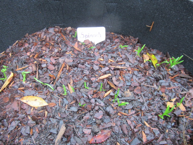winter vegetable