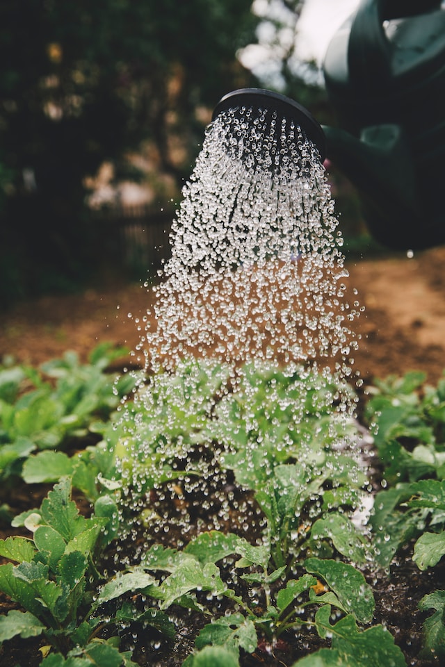 composting using worms