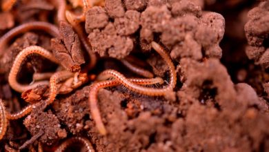 red worms composting