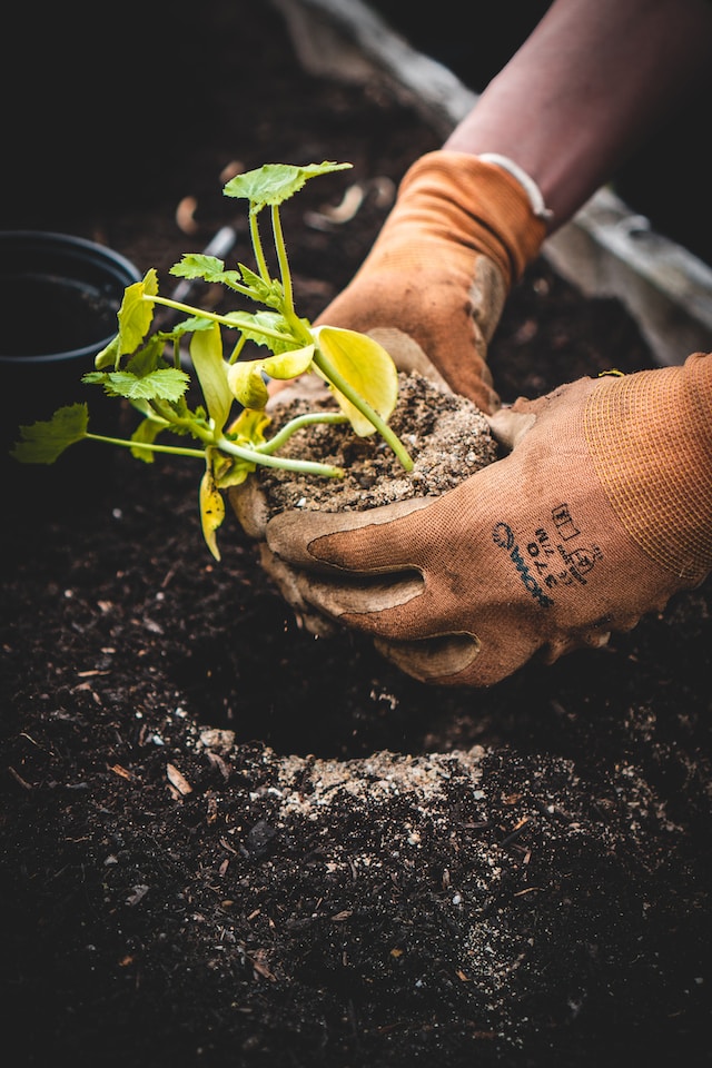 compost worm castings